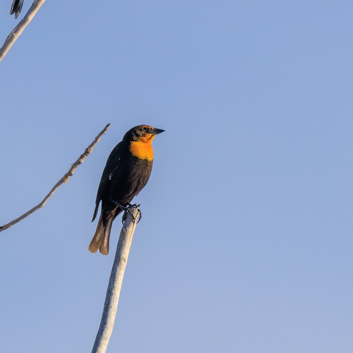Yellow-headed Blackbird
