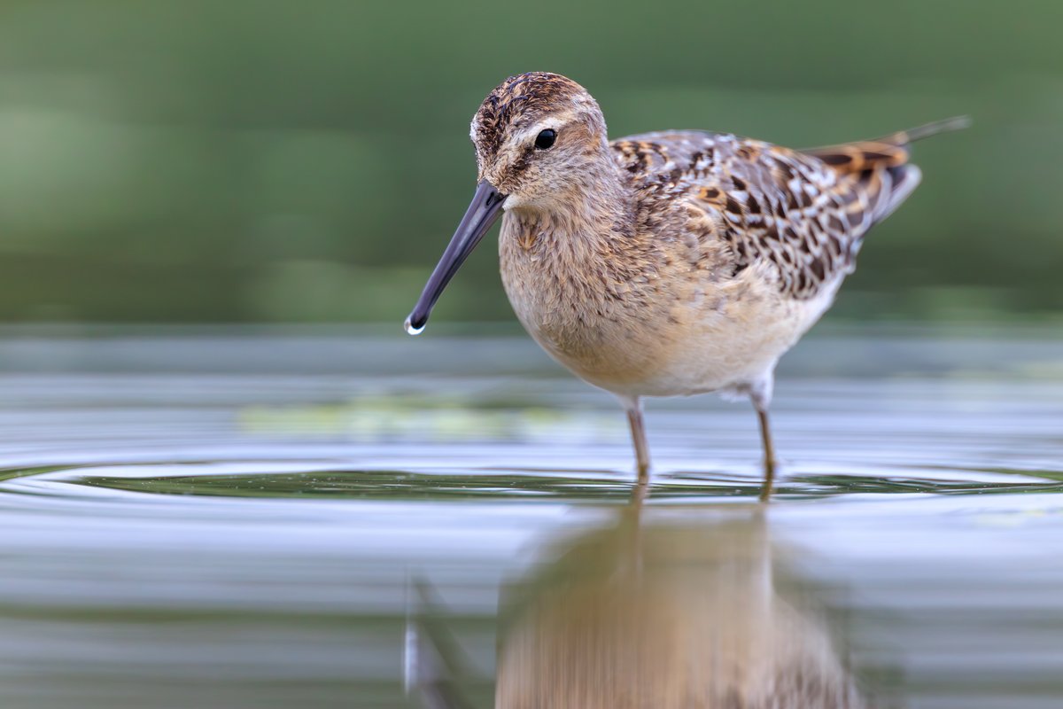 Red Knot