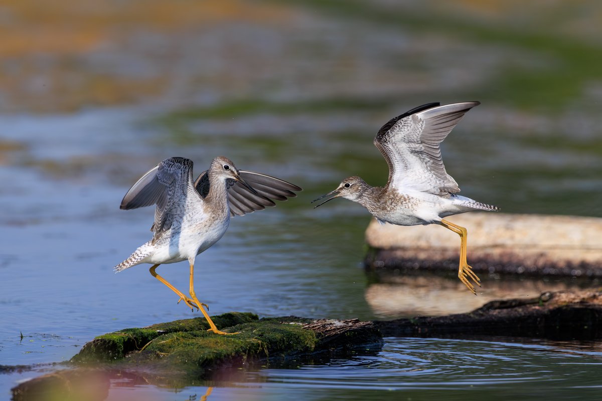 Lesser Yellowlegs