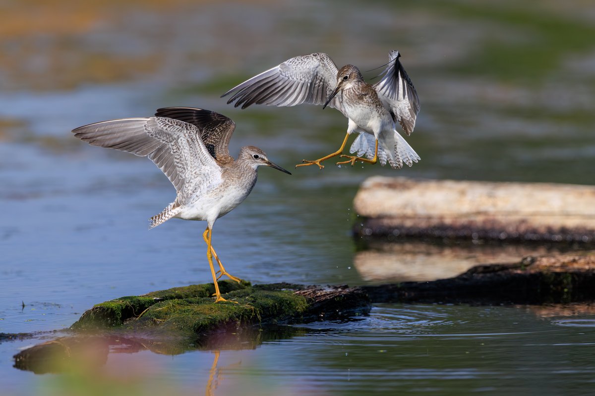 Lesser Yellowlegs
