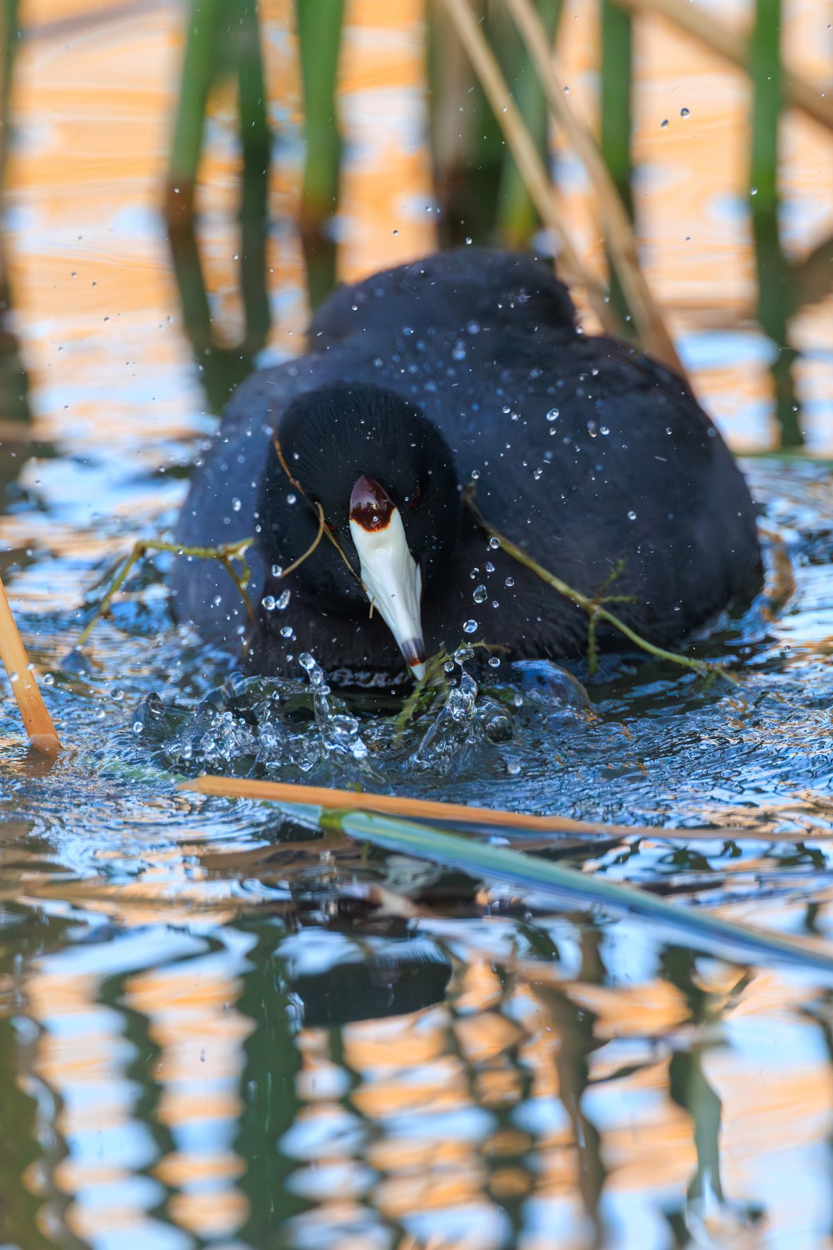 American Coot