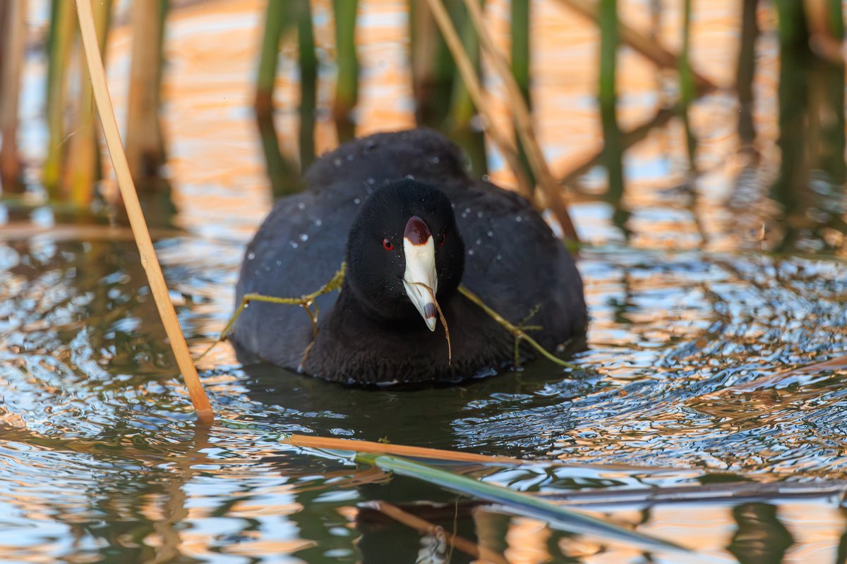 American Coot