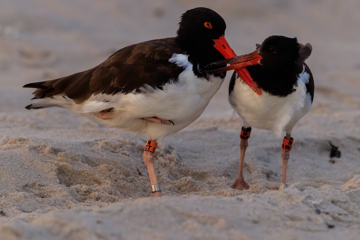 American Oystercatcher