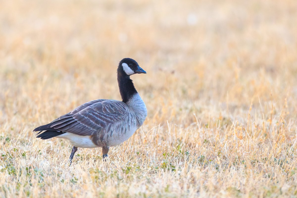Cackling Goose