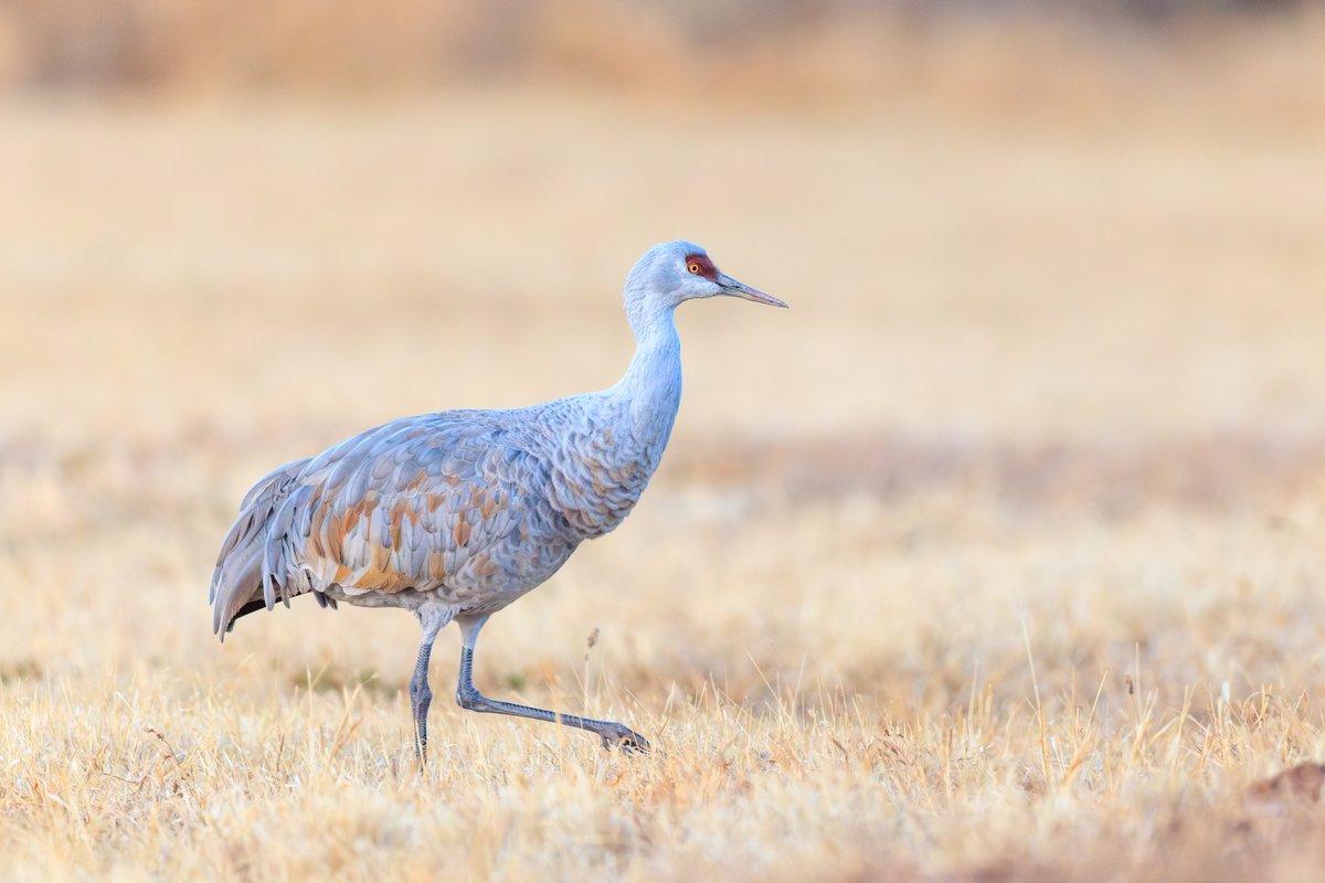 Sandhill Crane