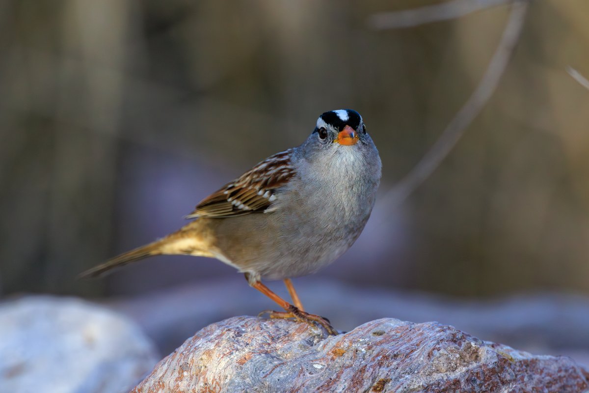 White-crowned Sparrow
