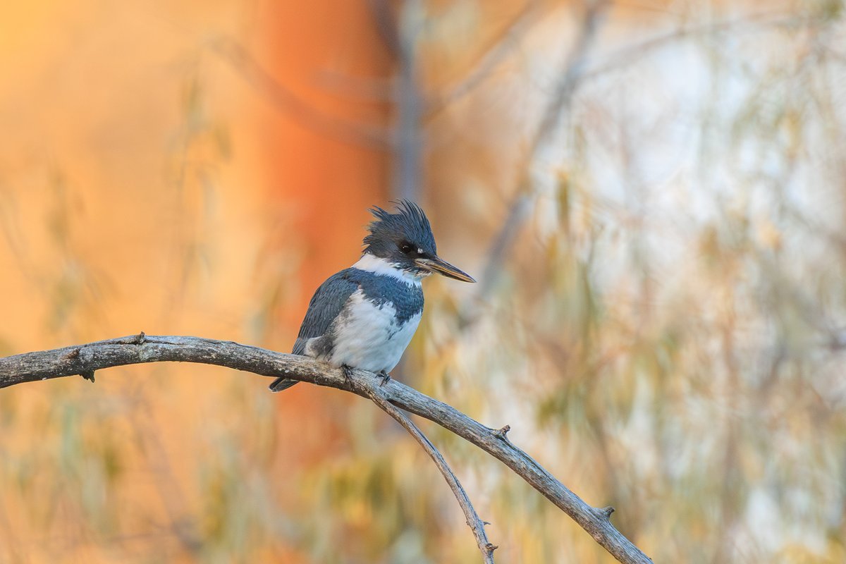 Belted Kingfisher