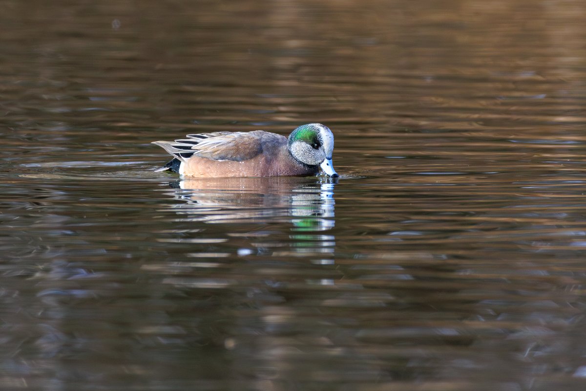 American Wigeon