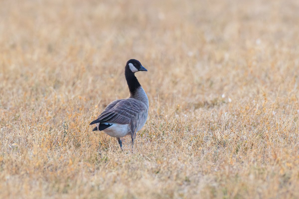 Cackling Goose