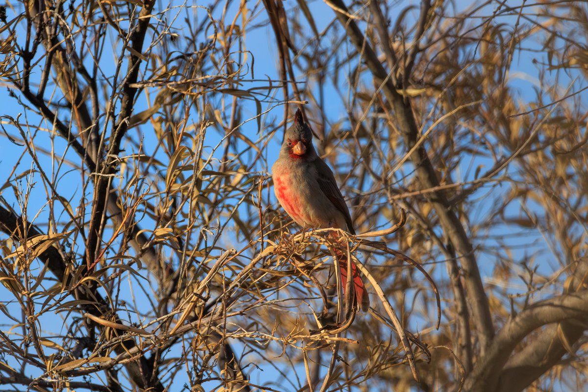 Pyrrhuloxia