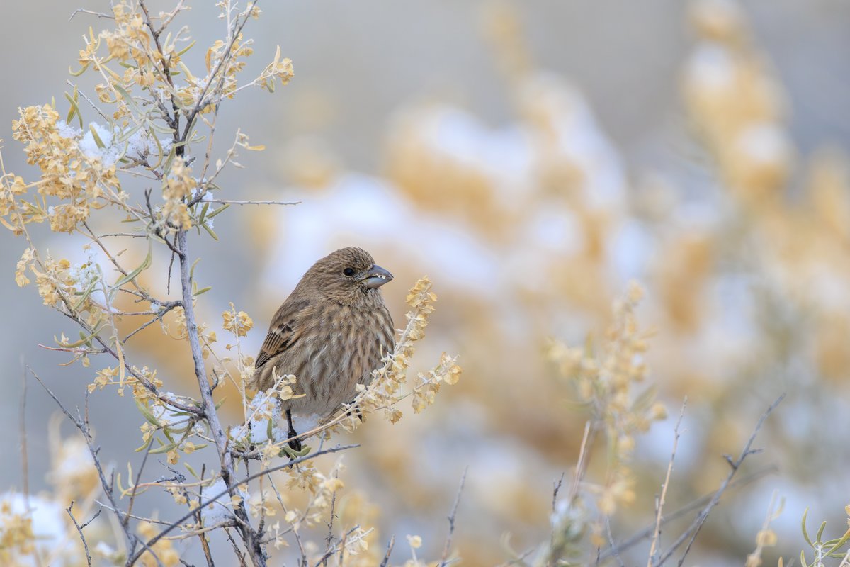 House Finch