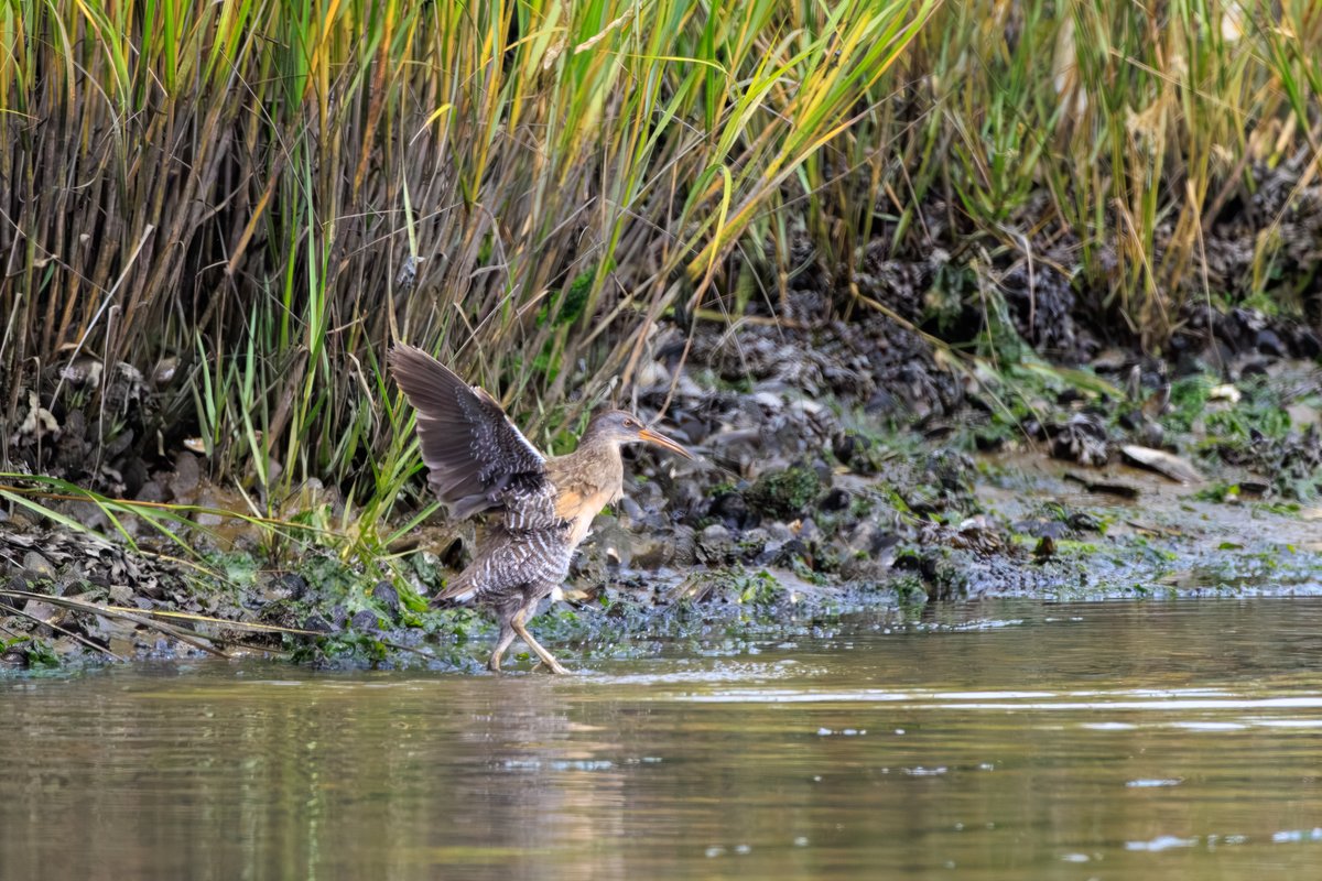 Clapper Rail