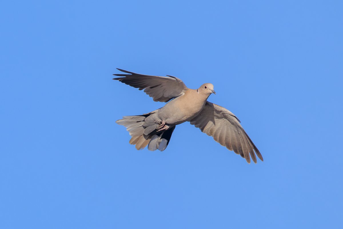Eurasian Collared-Dove