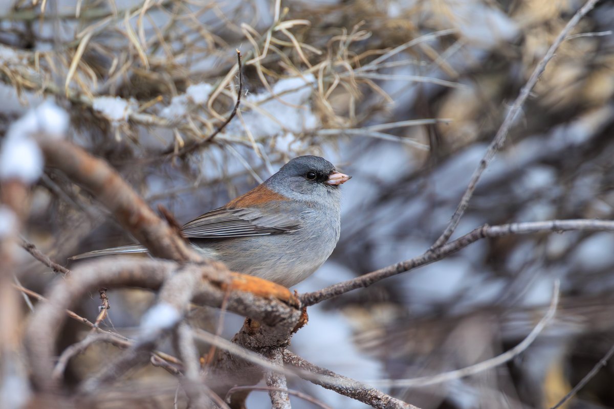 Dark-eyed Junco