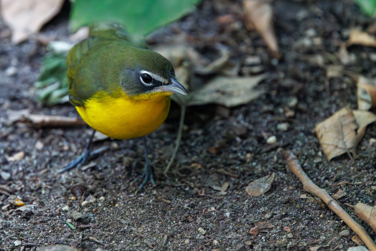 Yellow-breasted Chat