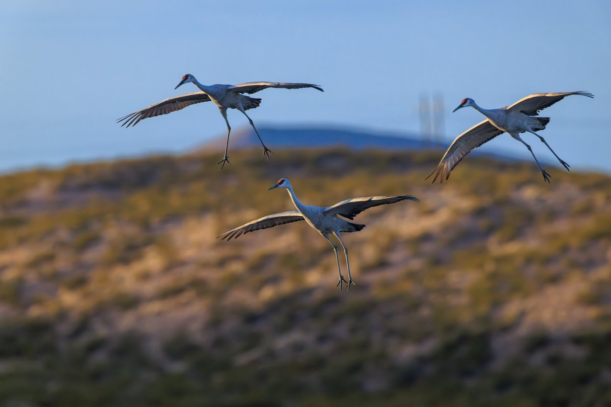 Sandhill Crane