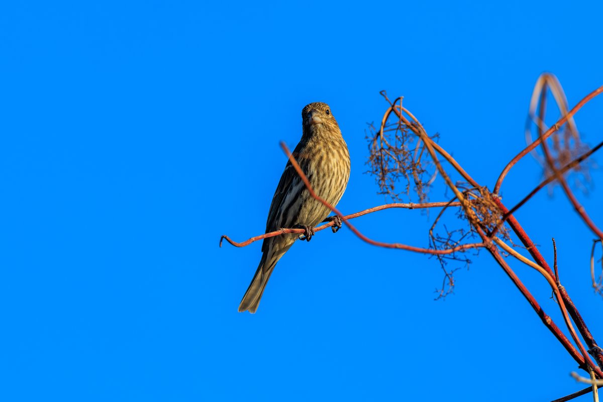 House Finch