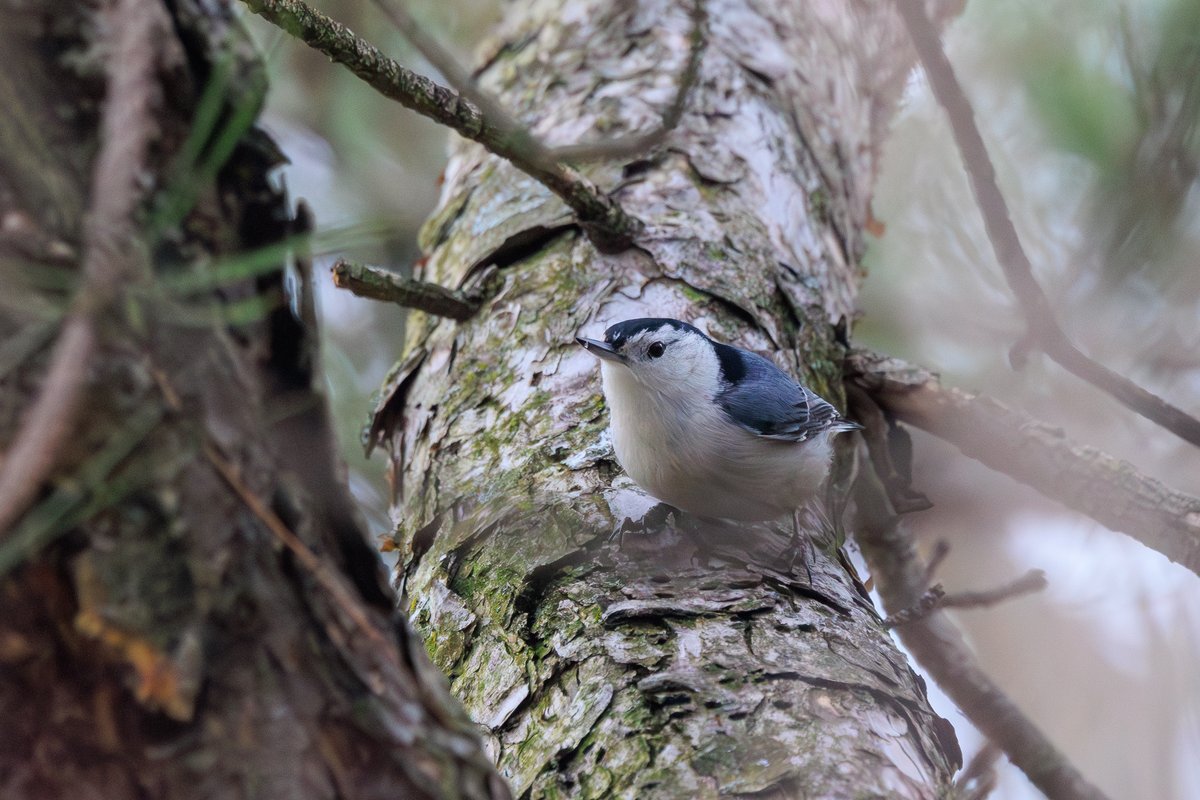 White-breasted Nuthatch
