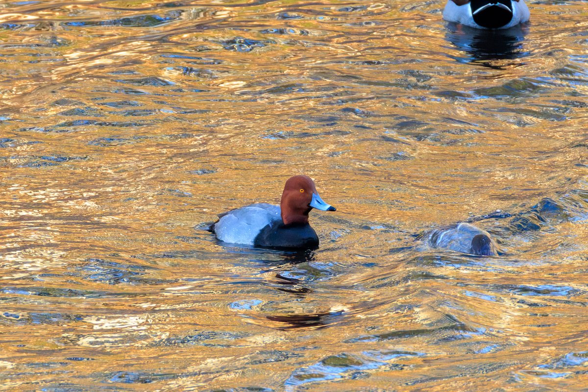 Redhead