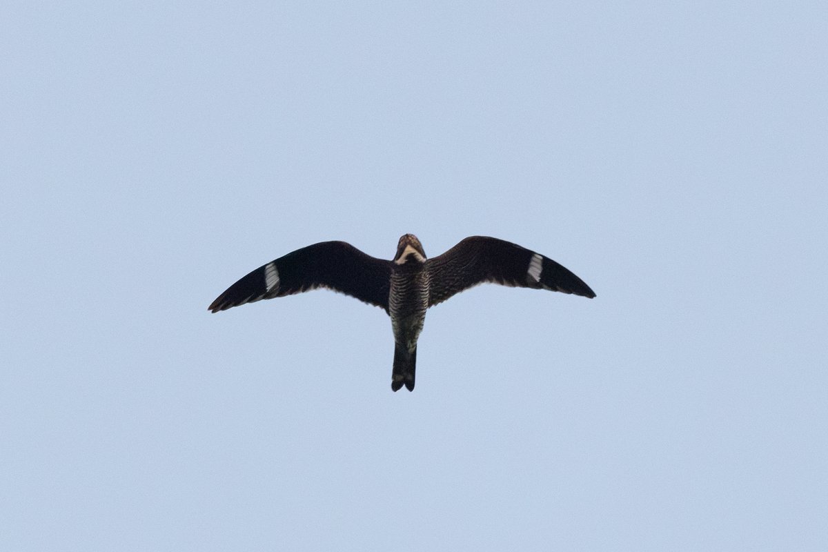 Common Nighthawk