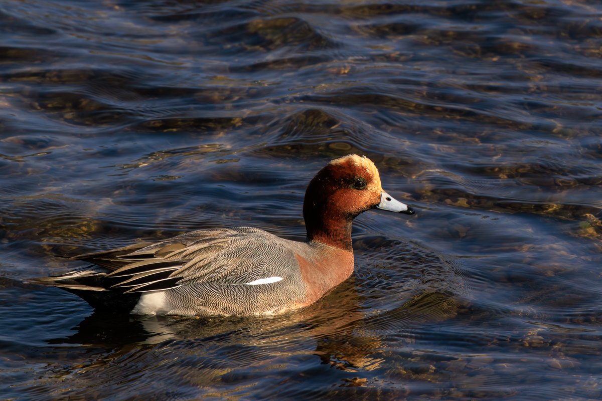 Eurasian Wigeon