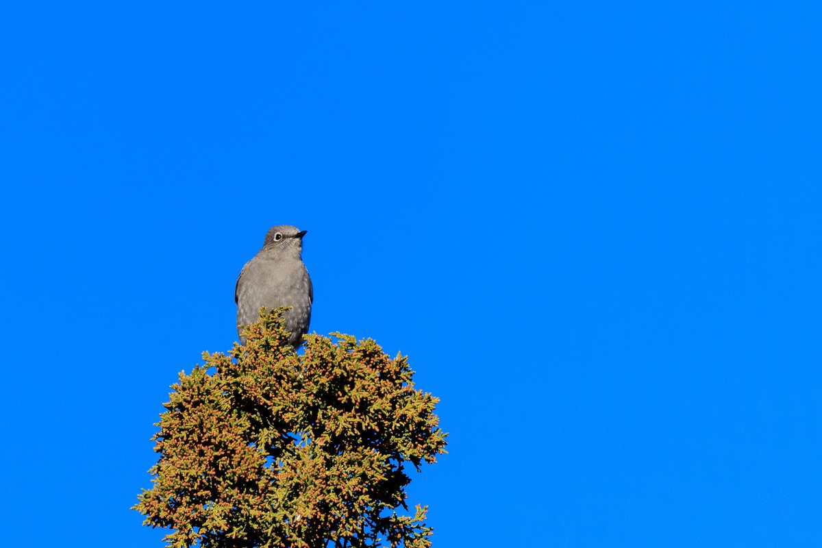 Townsend's Solitaire