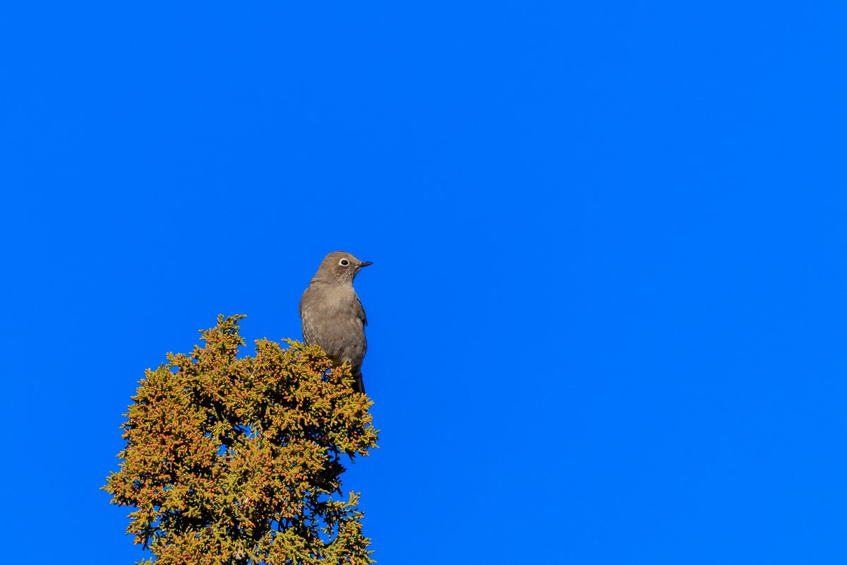 Townsend's Solitaire