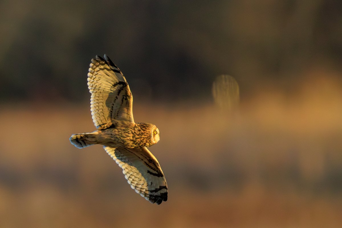 Short-eared Owl