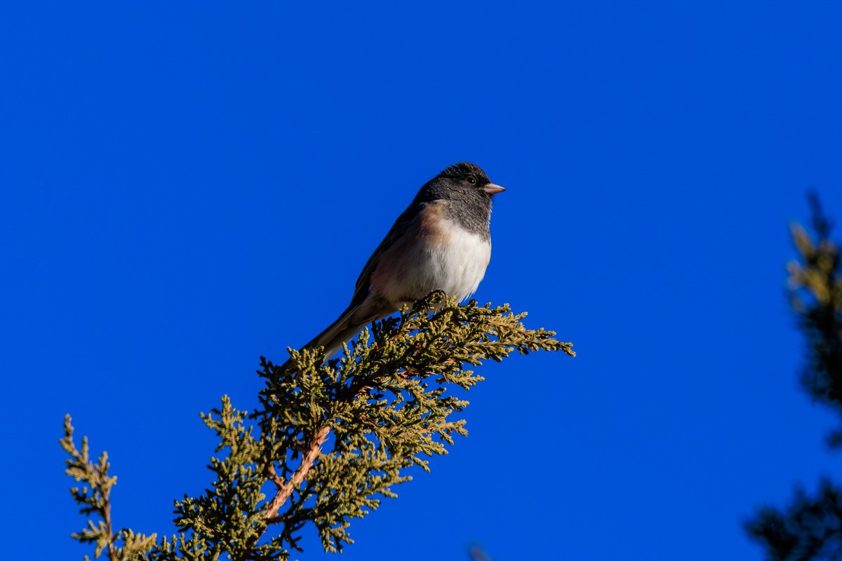 Dark-eyed Junco