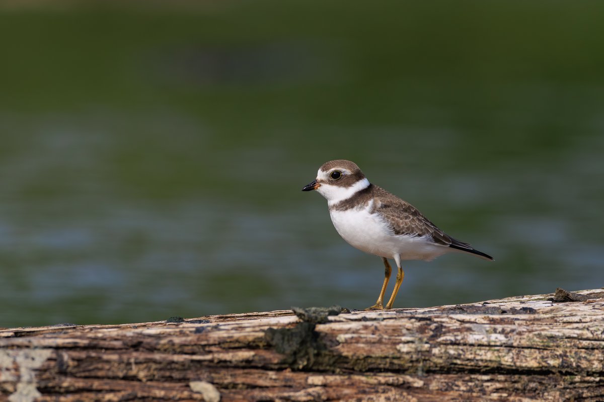 Semipalmated Plover