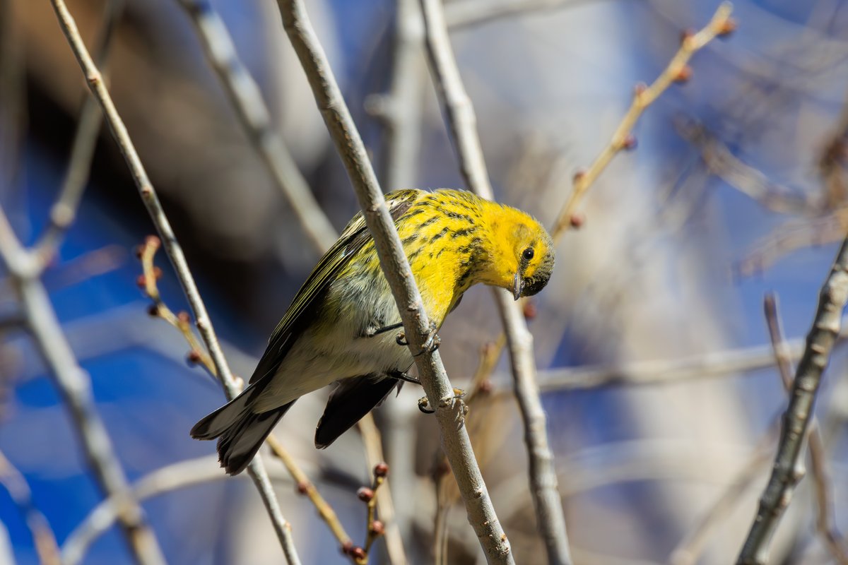 Cape May Warbler