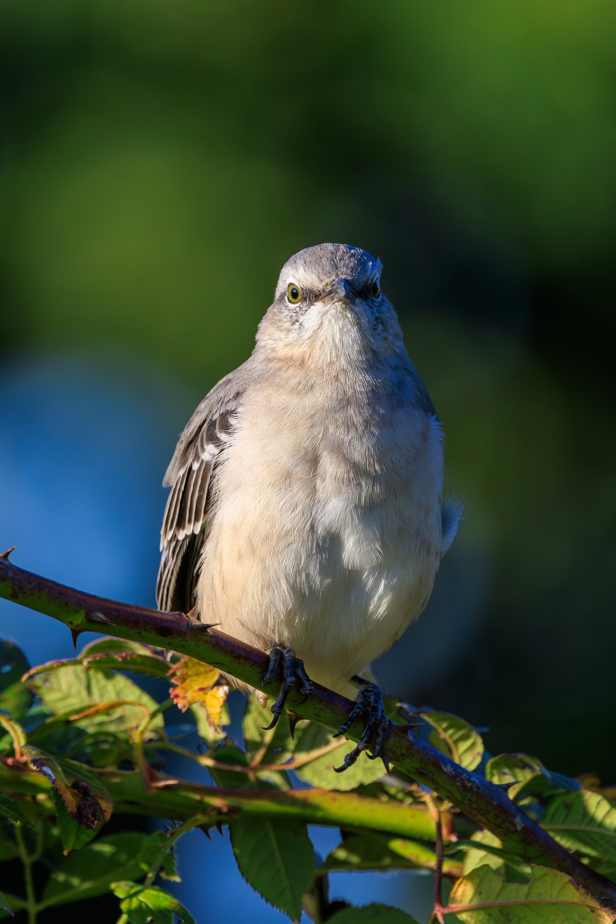 Northern Mockingbird