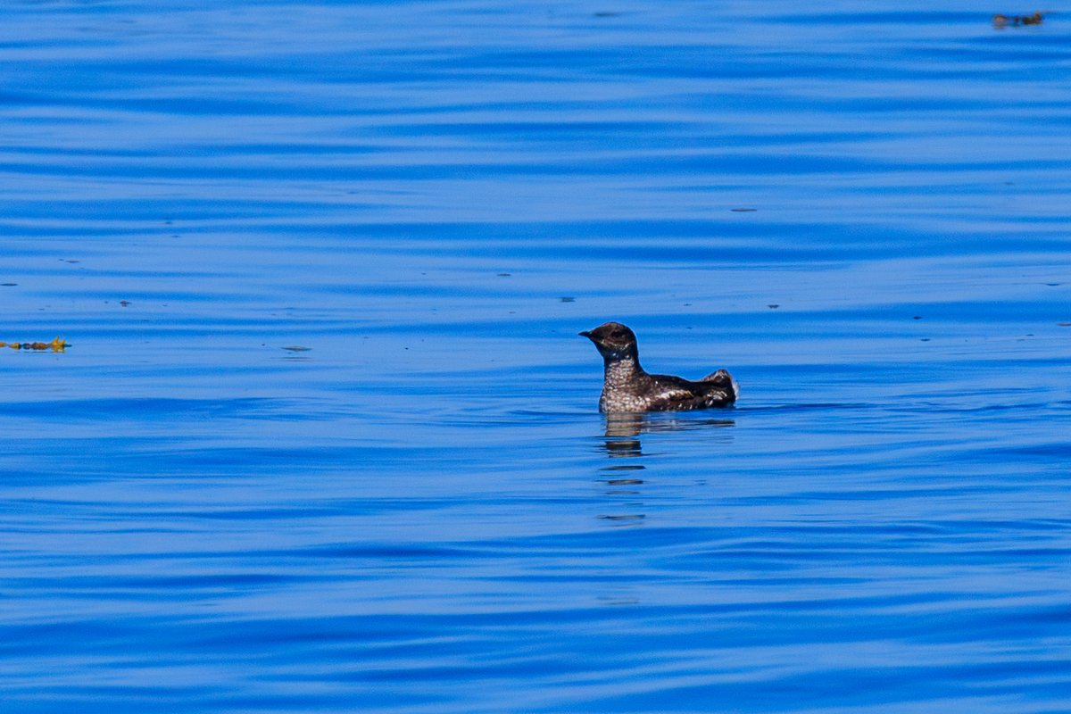 Marbled Murrelet