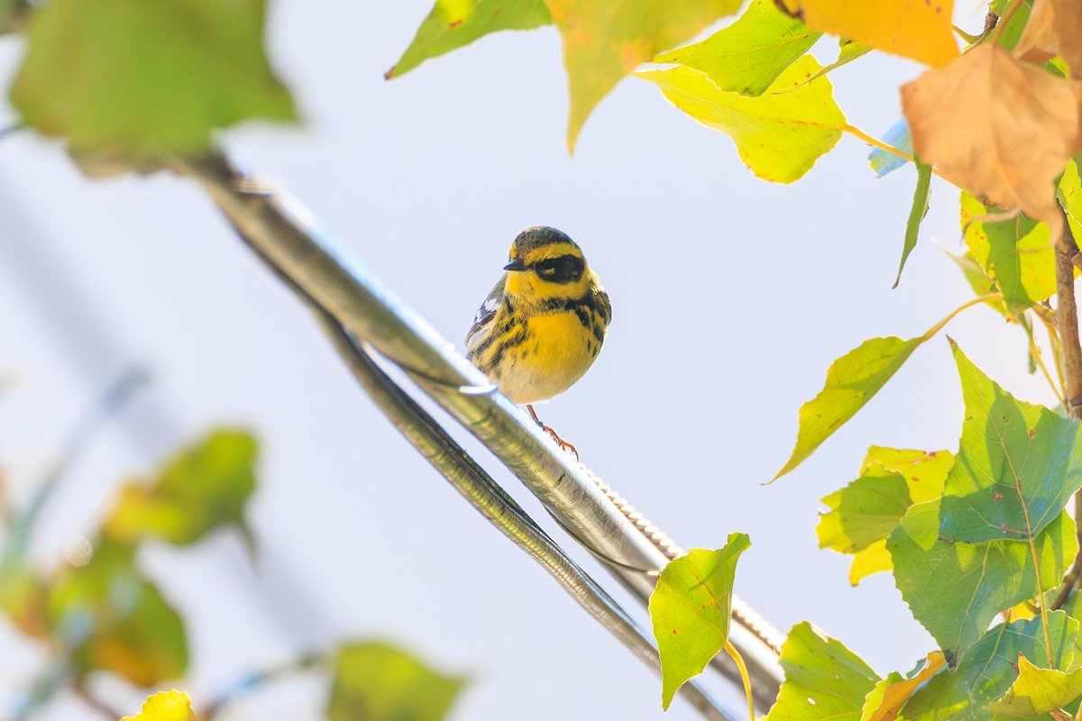 Townsend's Warbler