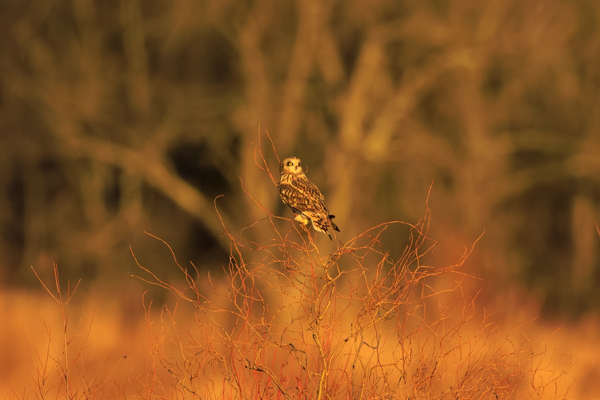 Short-eared Owl