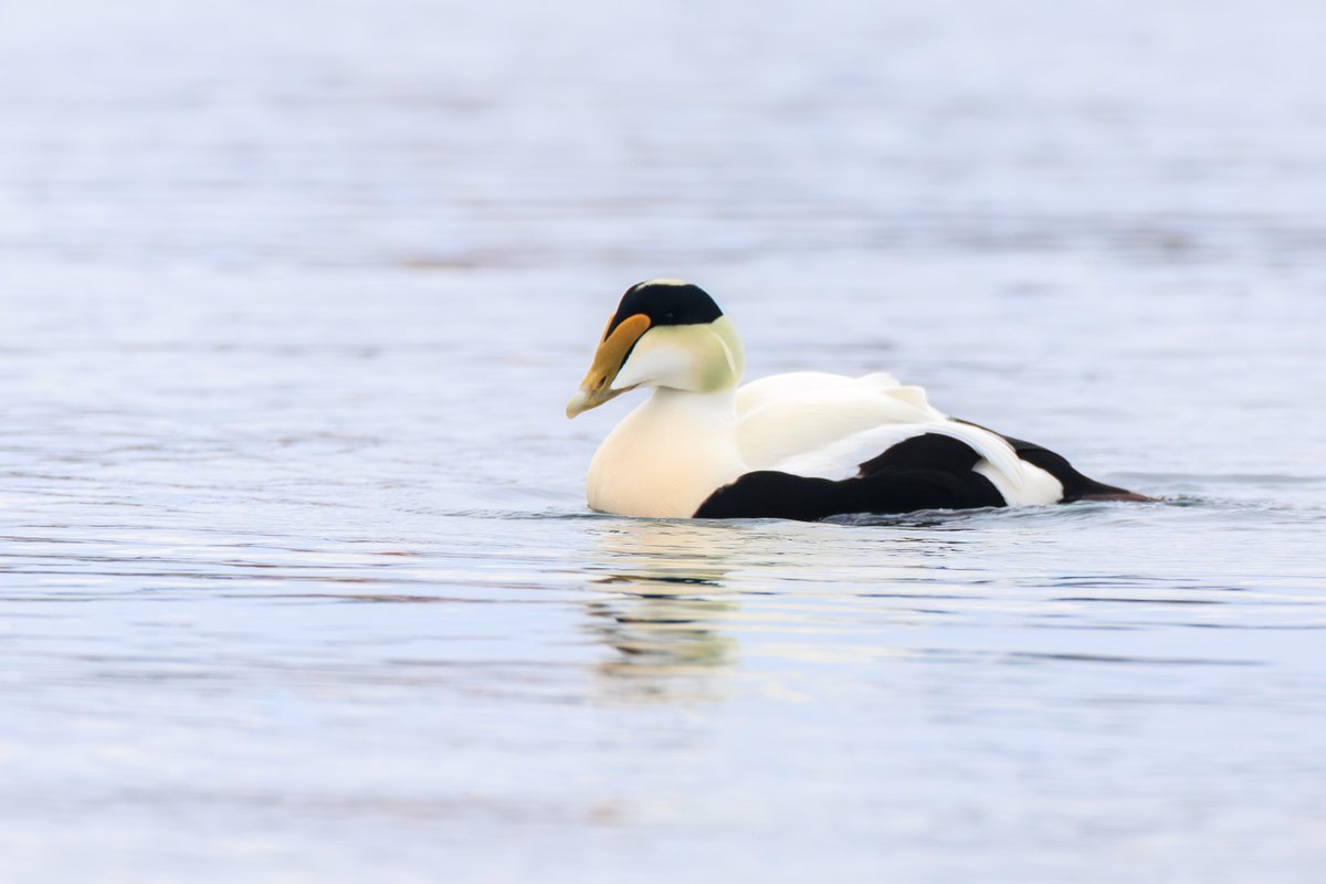 Common Eider