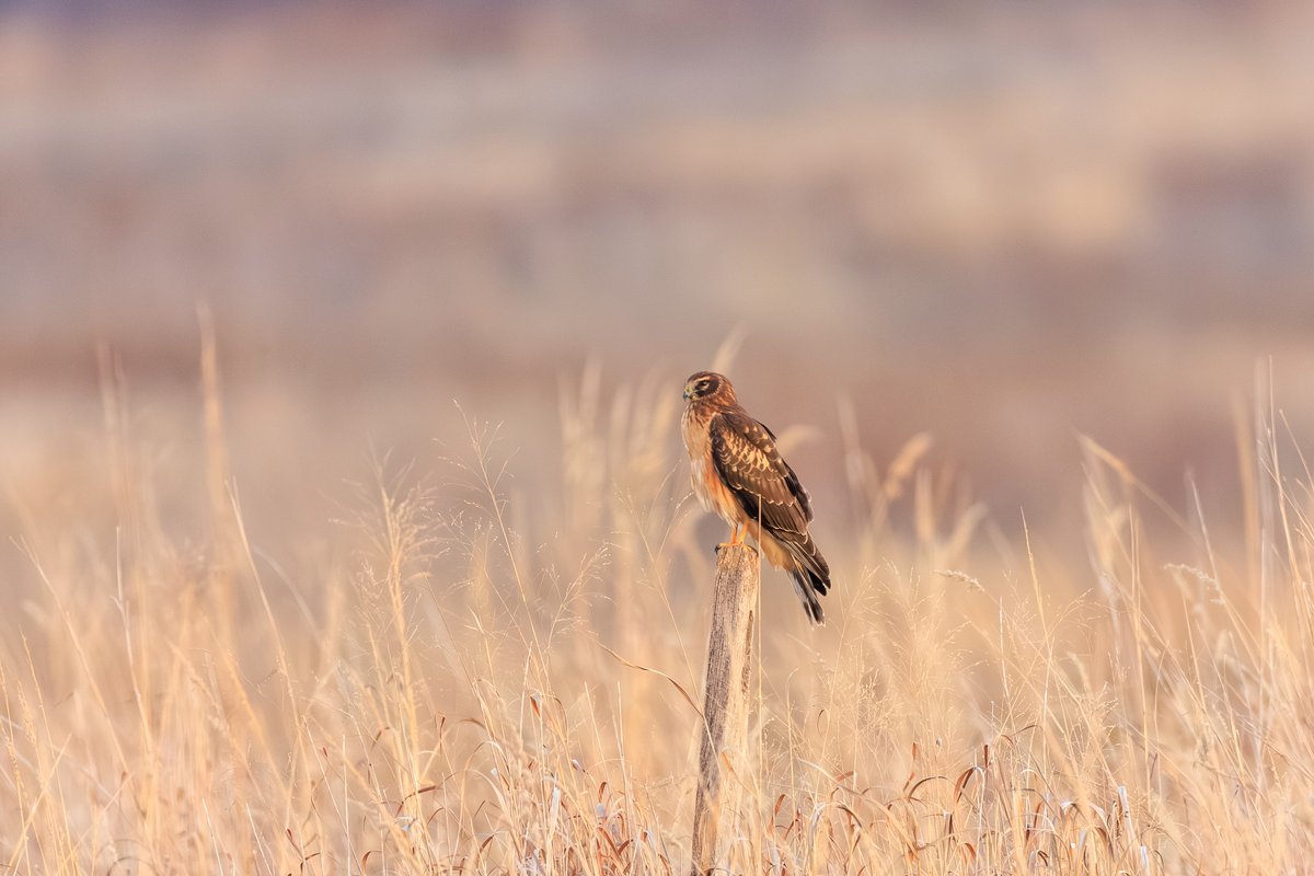 Northern Harrier
