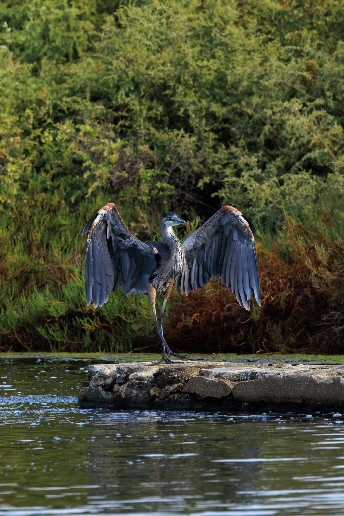 Great Blue Heron