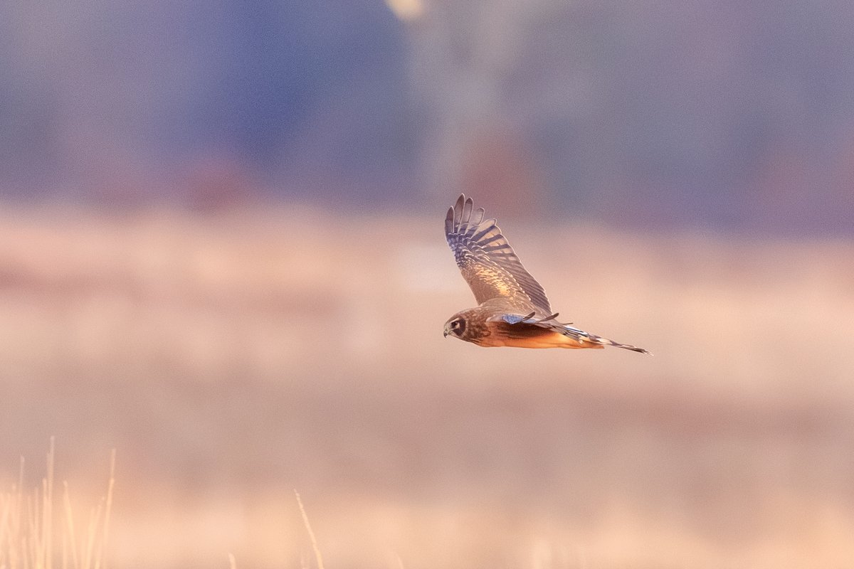 Northern Harrier