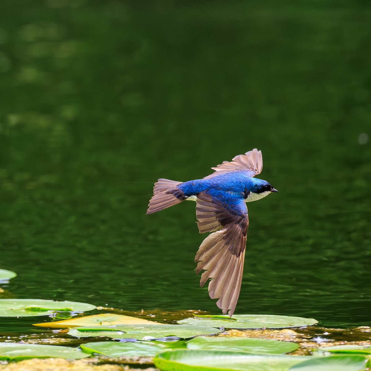 Tree Swallow
