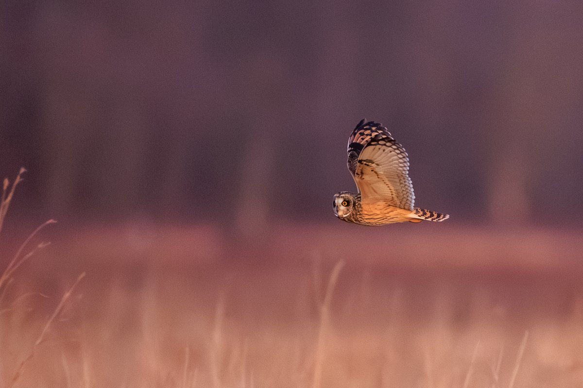 Short-eared Owl