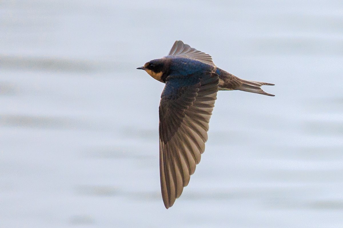 Barn Swallow
