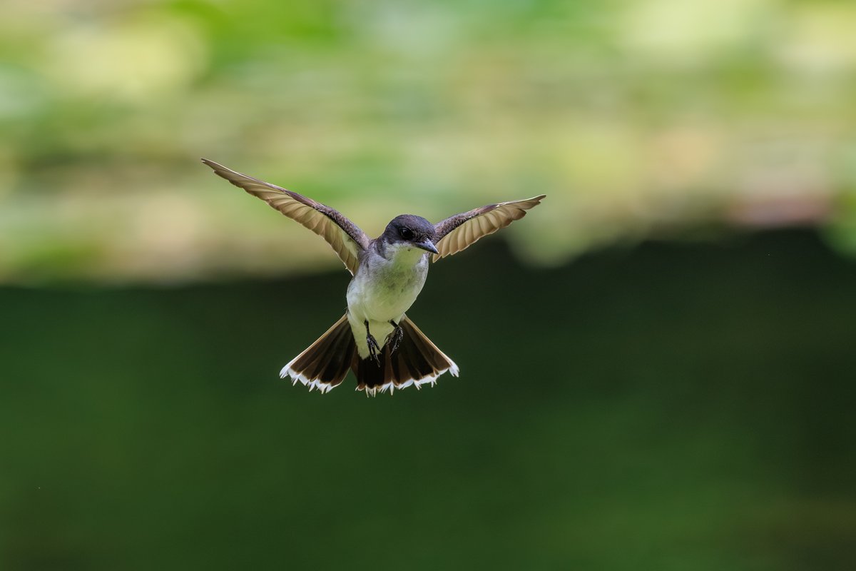Eastern Kingbird