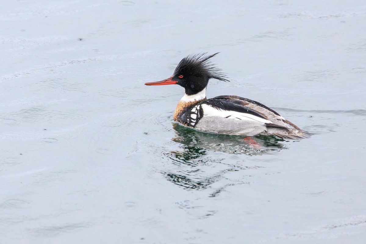 Red-breasted Merganser
