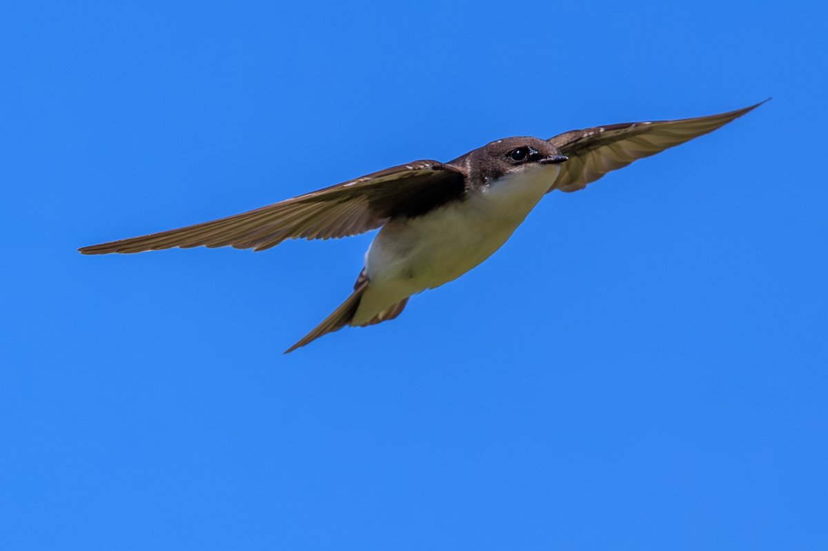 Tree Swallow