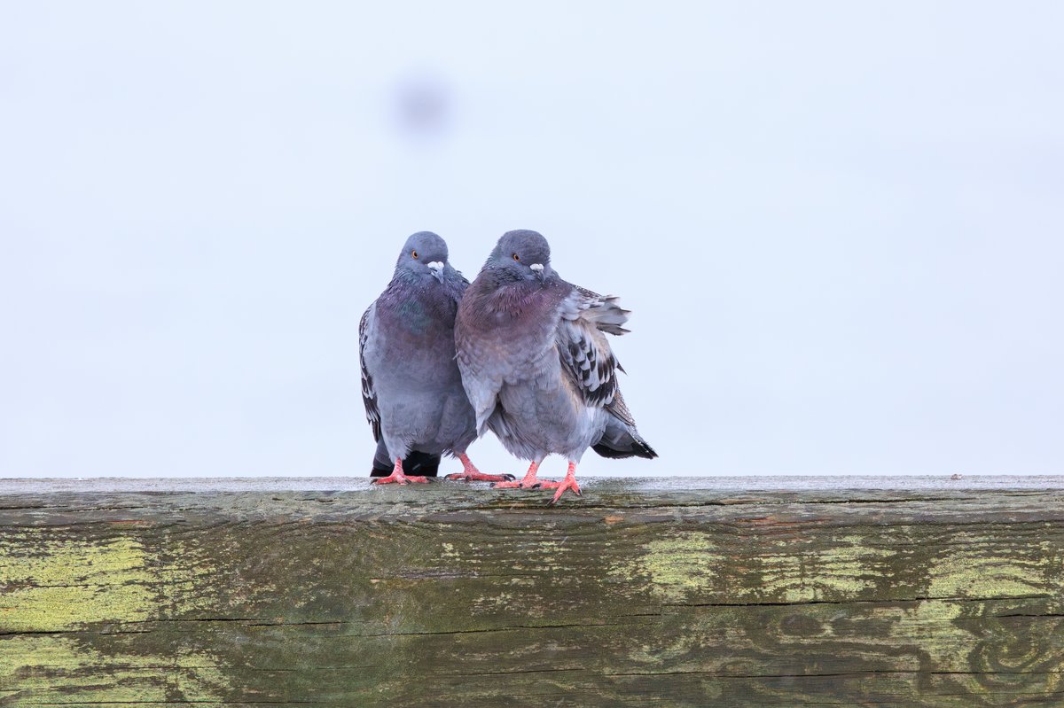 Rock Pigeon
