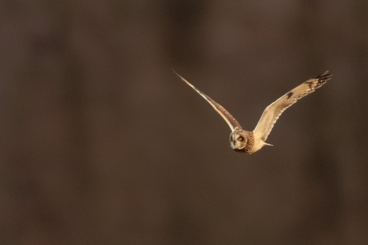 Short-eared Owl