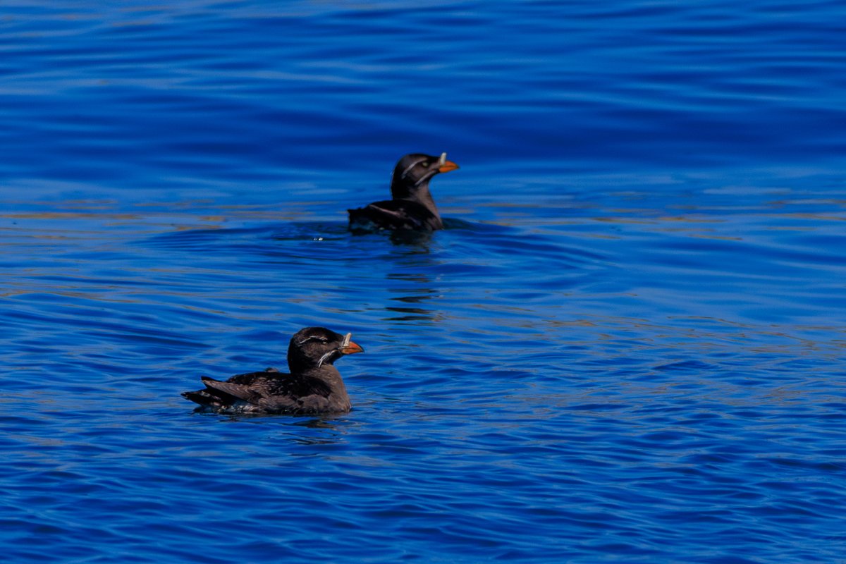 Rhinoceros Auklet