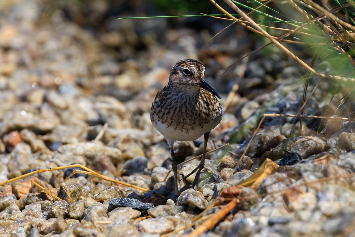 Least Sandpiper