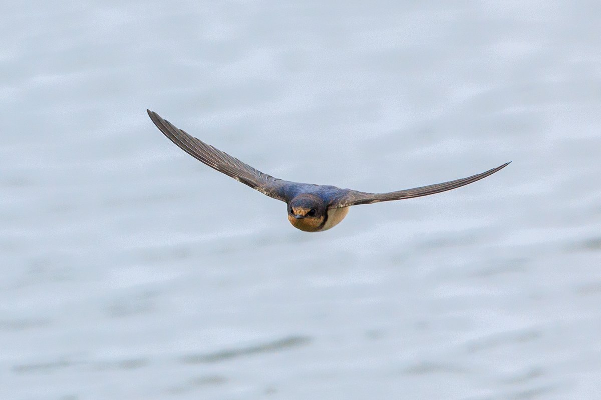 Barn Swallow